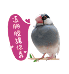 Cute little birds（個別スタンプ：9）