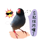 Cute little birds（個別スタンプ：10）