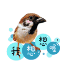 Cute little birds（個別スタンプ：11）