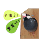 Cute little birds（個別スタンプ：12）
