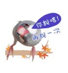 Cute little birds（個別スタンプ：13）