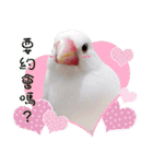 Cute little birds（個別スタンプ：14）
