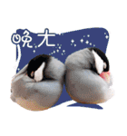 Cute little birds（個別スタンプ：15）
