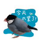 Cute little birds（個別スタンプ：16）