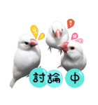 Cute little birds（個別スタンプ：19）