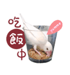 Cute little birds（個別スタンプ：21）