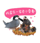 Cute little birds（個別スタンプ：22）