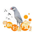 Cute little birds（個別スタンプ：25）