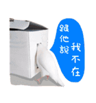 Cute little birds（個別スタンプ：31）