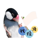 Cute little birds（個別スタンプ：36）
