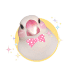 Cute little birds（個別スタンプ：37）