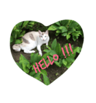 Heart cat text（個別スタンプ：1）