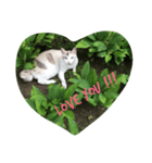 Heart cat text（個別スタンプ：3）