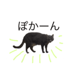 ラムネコスタンプ（個別スタンプ：4）