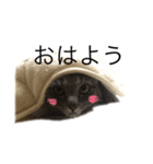 ラムネコスタンプ（個別スタンプ：5）
