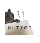 ラムネコスタンプ（個別スタンプ：7）
