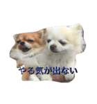 ルチルとセレナ（個別スタンプ：3）