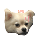 cuteeee dogggg（個別スタンプ：1）