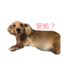 cuteeee dogggg（個別スタンプ：2）