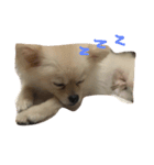 cuteeee dogggg（個別スタンプ：3）