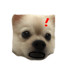 cuteeee dogggg（個別スタンプ：4）
