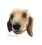 cuteeee dogggg（個別スタンプ：5）