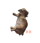 cuteeee dogggg（個別スタンプ：6）
