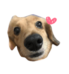 cuteeee dogggg（個別スタンプ：7）