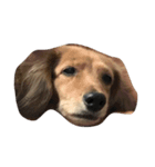 cuteeee dogggg（個別スタンプ：8）