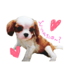 キャバリアのクレア姫（個別スタンプ：1）