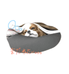 キャバリアのクレア姫（個別スタンプ：5）