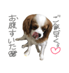 キャバリアのクレア姫（個別スタンプ：7）