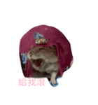 hamster cheung cheung（個別スタンプ：1）