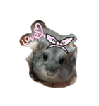 hamster cheung cheung（個別スタンプ：4）