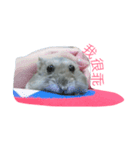 hamster cheung cheung（個別スタンプ：5）