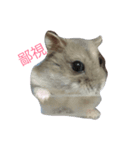 hamster cheung cheung（個別スタンプ：7）