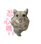 hamster cheung cheung（個別スタンプ：8）