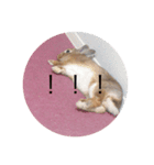 うちのうさぎさん達（個別スタンプ：4）