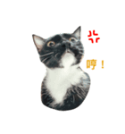 snow meow（個別スタンプ：6）