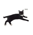 snow meow（個別スタンプ：7）