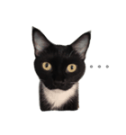 snow meow（個別スタンプ：8）