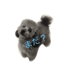 トイ・プードルスタンプ（個別スタンプ：2）