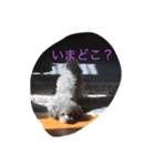 トイ・プードルスタンプ（個別スタンプ：4）