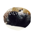 トイ・プードルスタンプ（個別スタンプ：5）
