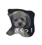 トイ・プードルスタンプ（個別スタンプ：7）