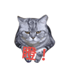 nekocat~（個別スタンプ：6）