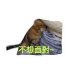 nekocat~（個別スタンプ：8）