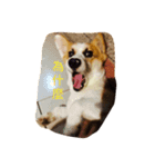 Habib QQ（個別スタンプ：3）