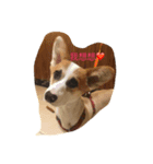 Habib QQ（個別スタンプ：7）
