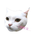 cashier the face meaw（個別スタンプ：1）
